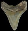 Serrated, Juvenile Megalodon Tooth #70573-1